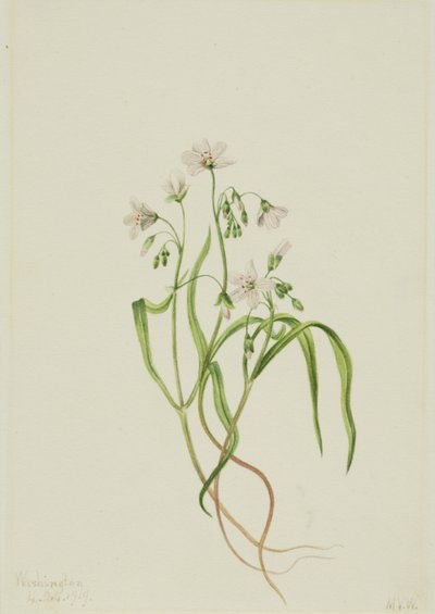 Virginia Springbeauty Claytonia virginica, 1919. av Mary Vaux Walcott