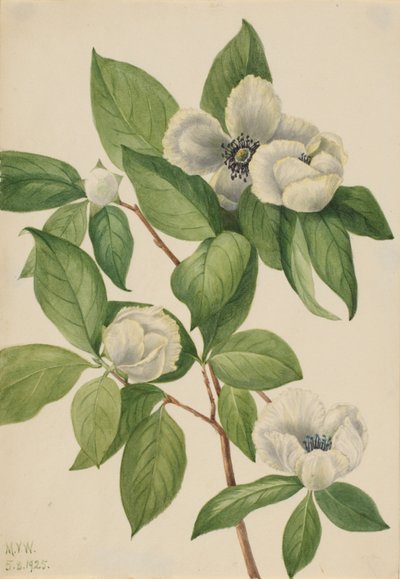 Stewartia från Virginia (Stewartia malachodendron) av Mary Vaux Walcott