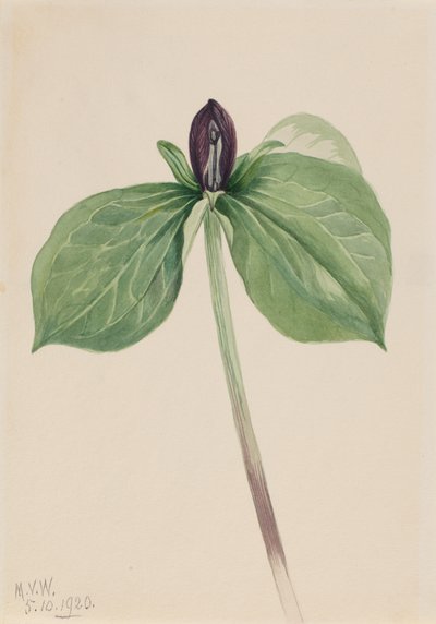 Wake-Robin Trillium fastsittande, 1920. av Mary Vaux Walcott