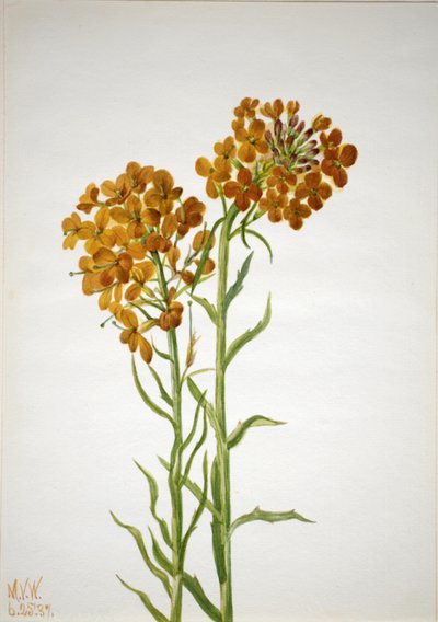 Väggblomma Erysimum wheeleri, 1937. av Mary Vaux Walcott