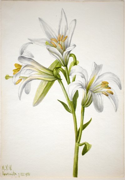 Washingtonlilja (Lilium washingtonianum) av Mary Vaux Walcott