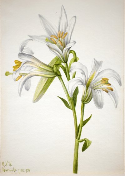 Washington Lily Lilium washingtonianum, 1933. av Mary Vaux Walcott
