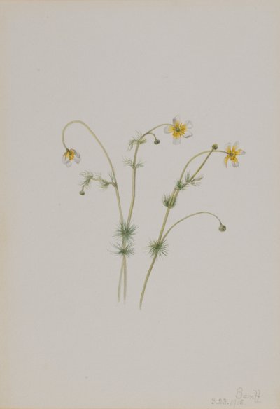 Vattenkråkfot (Batrachium trichophyllum) av Mary Vaux Walcott