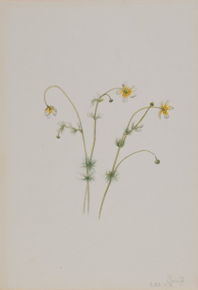 Vattenkråkfot Batrachium trichophyllum, 1918. av Mary Vaux Walcott