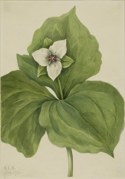 Wax Trillium (album av Trillium) av Mary Vaux Walcott