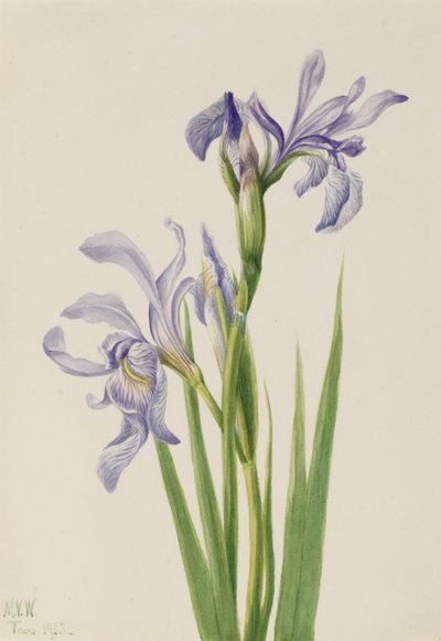 Västlig blå flagga (Iris missouriensis) av Mary Vaux Walcott
