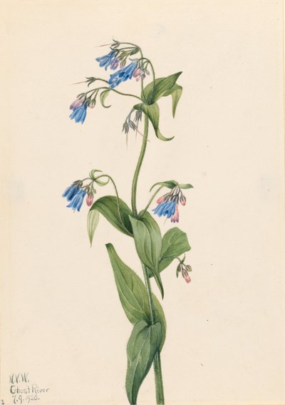 Blåklockor (Mertensia paniculata) av Mary Vaux Walcott