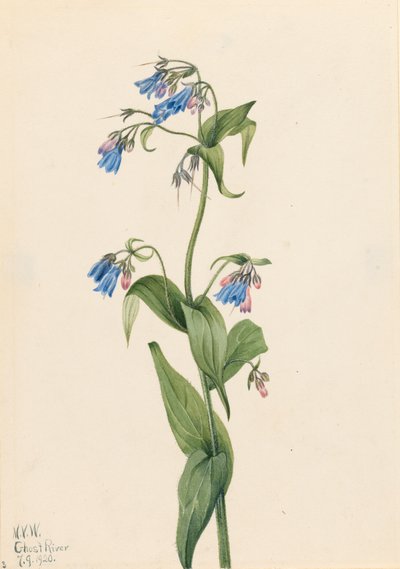 Western Bluebells Mertensia paniculata, 1920. av Mary Vaux Walcott