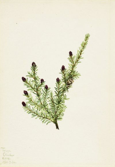 Western Hemlock (Tsuga heterophylla) av Mary Vaux Walcott