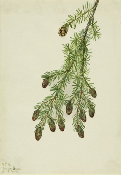 Western Hemlock Tsuga heterophylla, 1923. av Mary Vaux Walcott