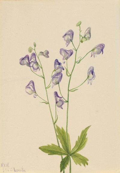 Västlig monke (Aconitum columbianum) av Mary Vaux Walcott