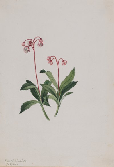 Västlig pipsissewa (Chimaphila umbellata) av Mary Vaux Walcott