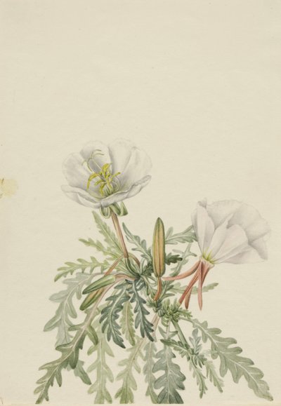 Vit daggkåpa (Pachyloplus marginatus) av Mary Vaux Walcott