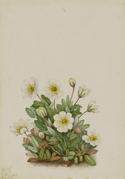 Vit dryad (Dryas octopetala) av Mary Vaux Walcott