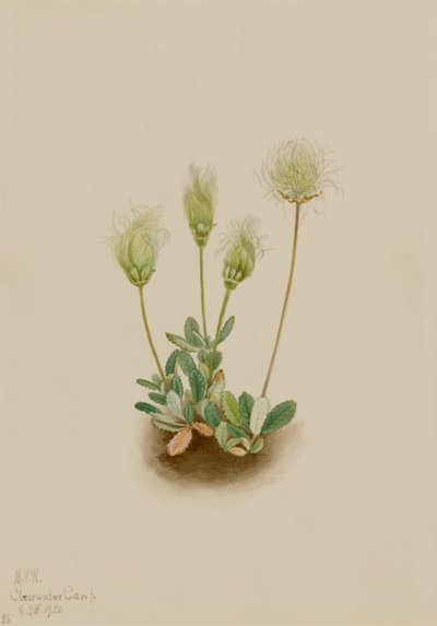 White Dryad Dryas octopetala, 1920. av Mary Vaux Walcott