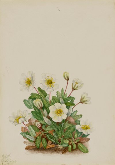 White Dryad Dryas octopetala, 1925. av Mary Vaux Walcott