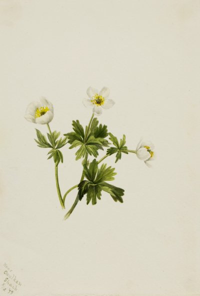 Vit klotblomma Trollius albiflorus, 1899. av Mary Vaux Walcott