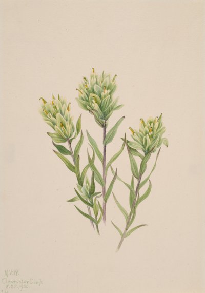 Vit indisk målarpensel Castilleja occidentalis, 1920. av Mary Vaux Walcott