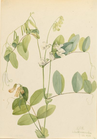 Vit ärta Lathyrus ochroleucus, 1920. av Mary Vaux Walcott