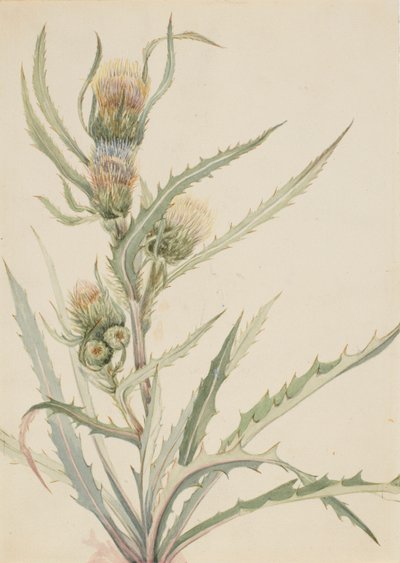 Vit tistel (Cirsium hookeranum) av Mary Vaux Walcott