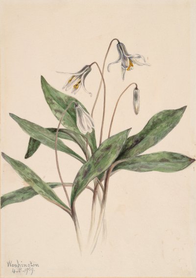 Vit Troutlily Erythronium albidum, 1919. av Mary Vaux Walcott