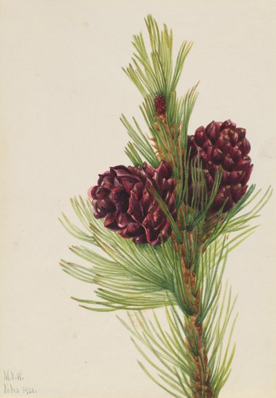 Vitbarkad tall (Pinus albicaulis) av Mary Vaux Walcott