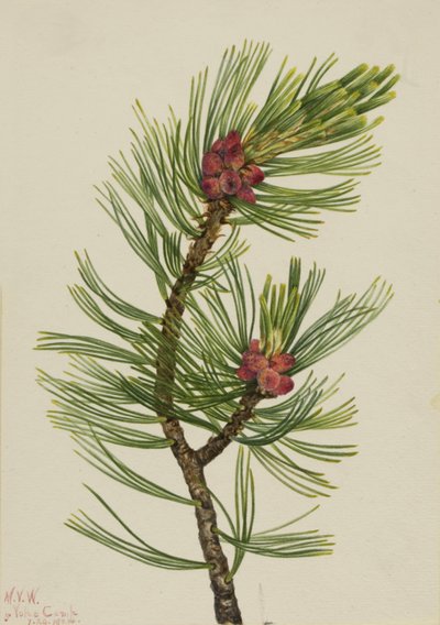 Vitbark tall Pinus albicaulis, 1924. av Mary Vaux Walcott