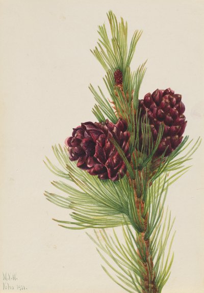 Vitbark tall Pinus albicaulis, 1931. av Mary Vaux Walcott