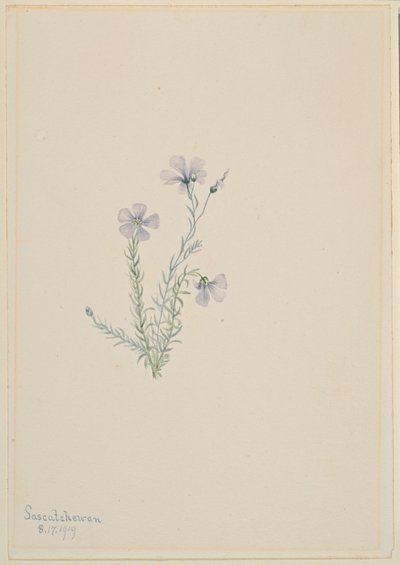 Vildlin (Linum lewisii) av Mary Vaux Walcott