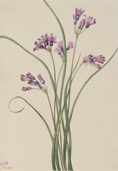 Vild hyacint Brodiaea pulchella, 1927. av Mary Vaux Walcott
