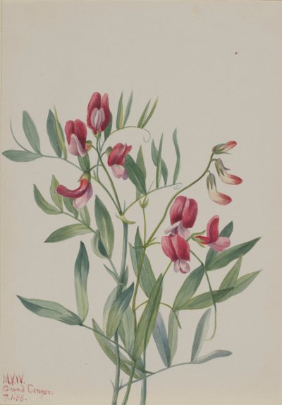 Vild ärta (Lathyrus decaphyllus) av Mary Vaux Walcott