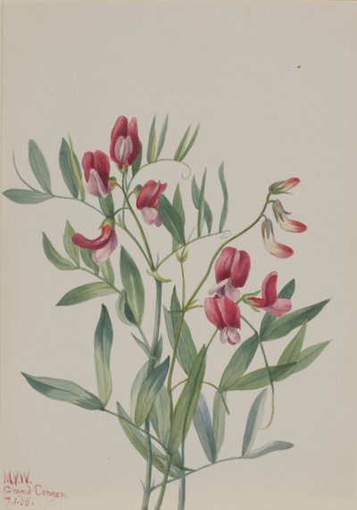 Vildärta Lathyrus decaphyllus, 1938. av Mary Vaux Walcott
