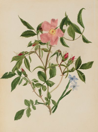 Vildros och blåögd gräs (Rosa arter och Sisyrinchium arter) av Mary Vaux Walcott