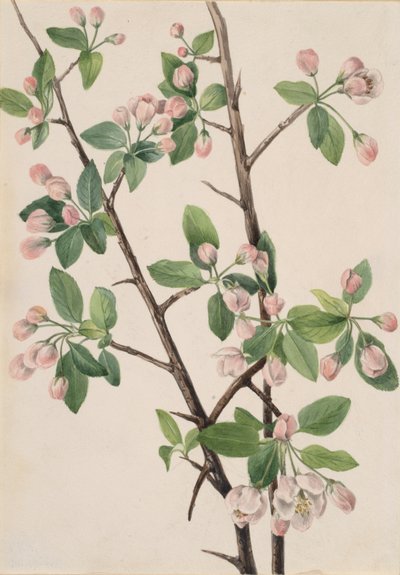 Vild söt krabba Malus coronaria, 1920. av Mary Vaux Walcott
