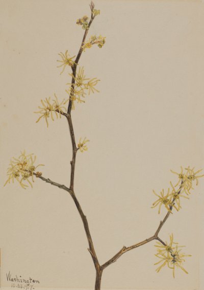 Trollhassel Hamamelis virginiana, 1917. av Mary Vaux Walcott