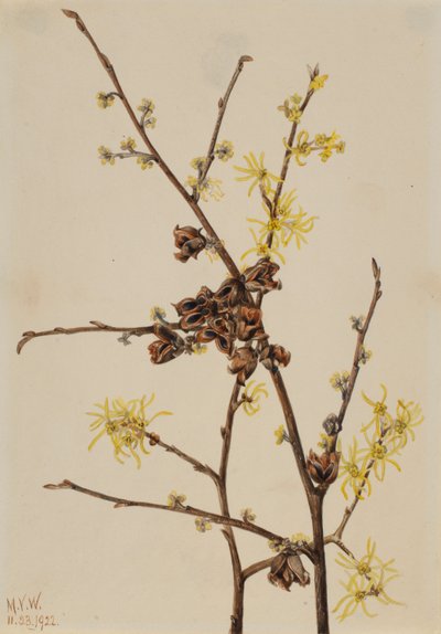 Trollhassel (Hamamelis virginiana) av Mary Vaux Walcott