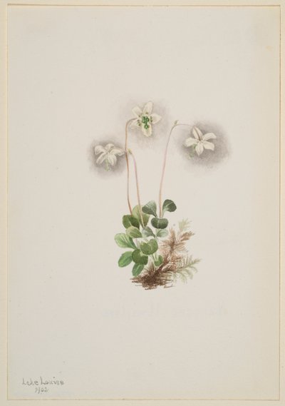 Skogsnymf (Moneses uniflora) av Mary Vaux Walcott