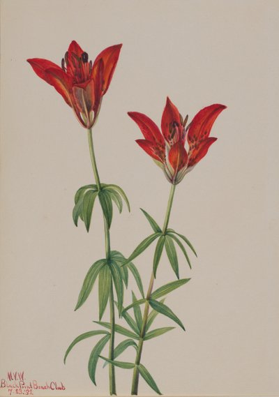 Skogslilja (Lilium philadelphicum) av Mary Vaux Walcott