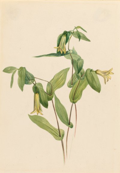 Skogsklocka (Uvularia perfoliata) av Mary Vaux Walcott