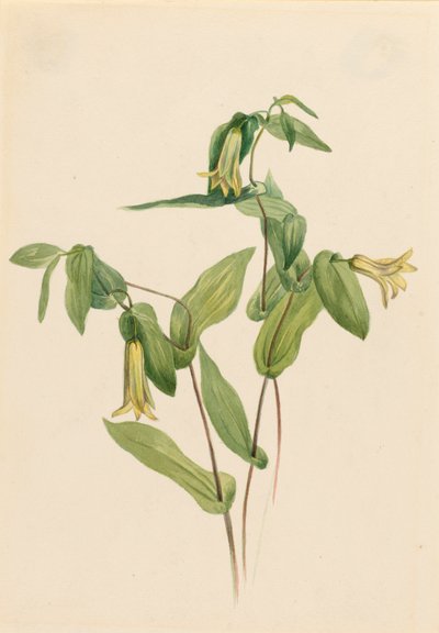 Wood Merrybells Uvularia perfoliata, n.d. av Mary Vaux Walcott