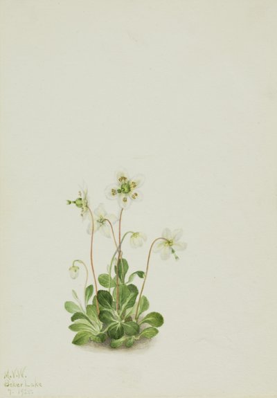 Skogsnymf (Moneses uniflora) av Mary Vaux Walcott