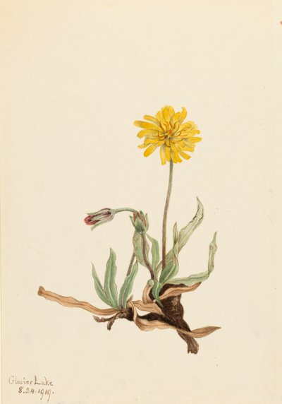 Ulllig Agoseris Agoseris villosa, 1919. av Mary Vaux Walcott