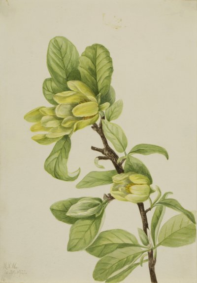 Gult gurkträd (Magnolia cordata) av Mary Vaux Walcott