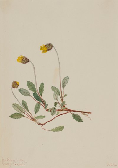 Gul dryad (Dryas drummondii) av Mary Vaux Walcott
