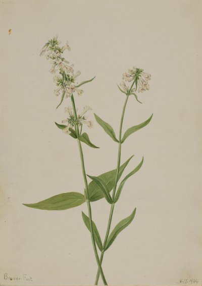 Gul Pentstemon (Pentstemon confertus) av Mary Vaux Walcott
