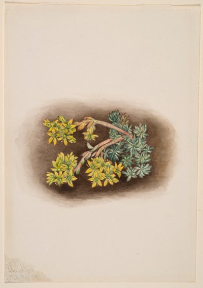 Gul stensöta (Sedum stenopetalum) av Mary Vaux Walcott