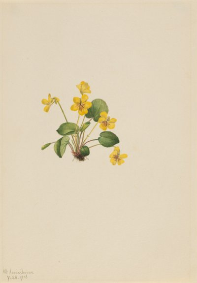 Gul viol (Viola orbiculata) av Mary Vaux Walcott