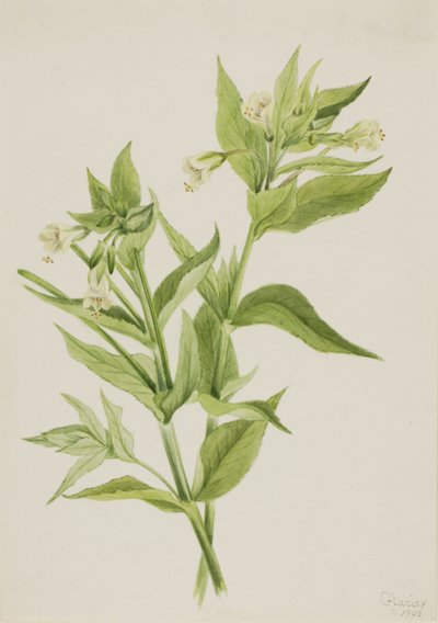 Gult pilört (Epilobium lutem) av Mary Vaux Walcott