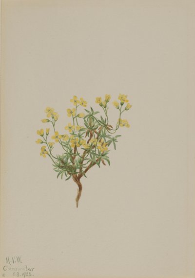 Gult pilgräs av Mary Vaux Walcott