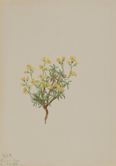 Gult pilgräs, 1922. av Mary Vaux Walcott